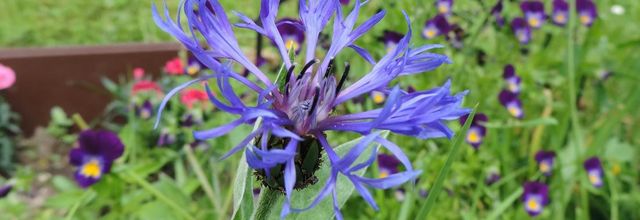 Des fleurs de la nature