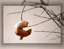 Grenade en hiver...