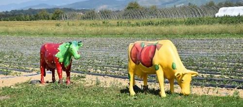 ... vaches de vaches...