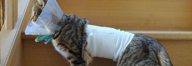 Dimanche c'est chat