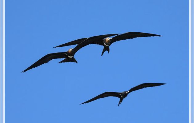 16/09/2022 : mais non, il n'y a pas que des fous ! En levant la tête, on peut aussi admirer des Frégates du Pacifique, Great Frigatebird (Fregata minor) - Iles Lacépède - Kimberley - Australie