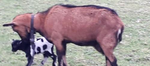  la belle et les chevaux 