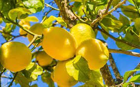 Les bienfaits du citron.