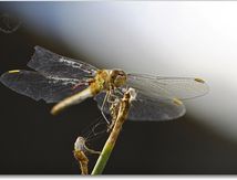 Sympétrum méridional (Sympetrum meridionale) femelle parasitée