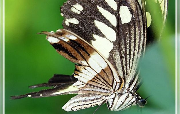Constantine's swallowtail (Papilio constantinus constantinus) - Victoria Falls - Zimbabwe