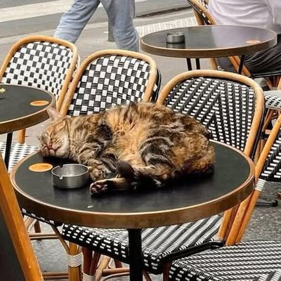 Un chat tigré et rondouillard nommé Marcel