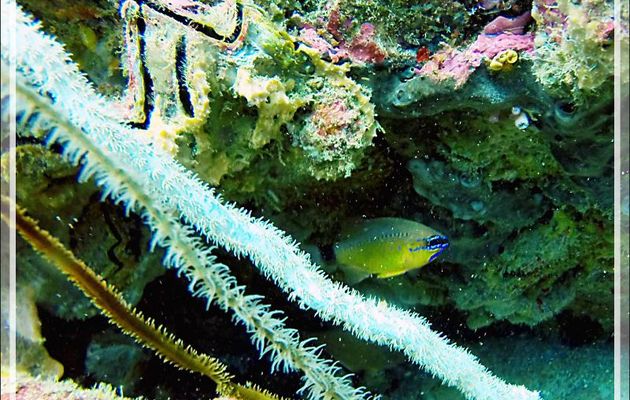 Apogon doré, Poisson-cardinal doré, Ring-tailed cardinalfish, Golden cardinalfish (Ostorhinchus aureus) - Spot Betalinjona - Nosy Tsarabanjina - Archipel Mitsio - Madagascar