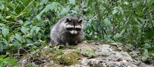 ... un tit raton laveur...