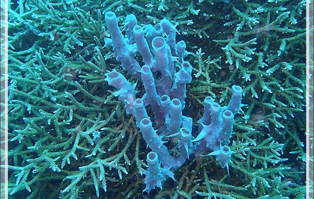 Éponge bleue ramifiée à piquants, Éponge épineuse bleue, Spiky sponge (Gelliodes fibulatus) sur Corail ramifié (Acropora pectinata) - Antsoha (Rocher 4ème Frère) - Tsarabanjina - Mitsio - Mada