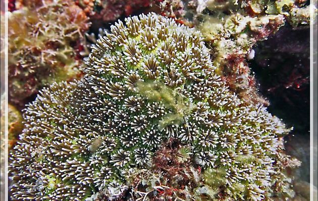 Corail cristal, Corail piquant, Crystal coral, Prickly coral, Grass coral (Galaxea fascicularis) - Betaniazo - Nosy Tsarabanjina - Nosy Mitsio - Madagascar