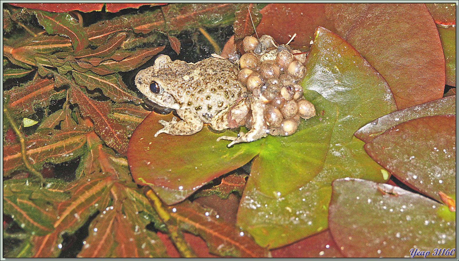 Alyte accoucheur, crapaud accoucheur (Alytes obstetricans) - Lartigau - Milhas - 31