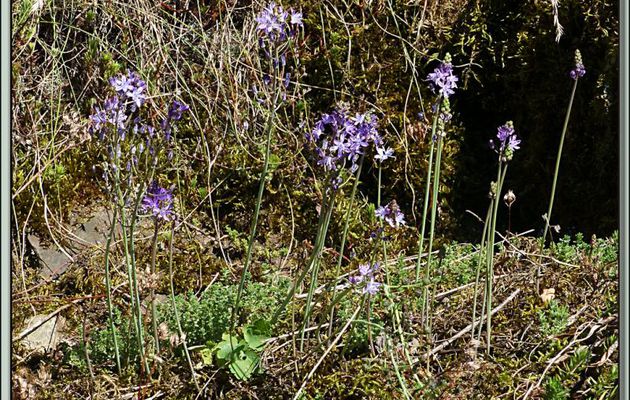 Scille d'automne (Prospero autumnale ou Scilla autumnalis) et abeille solitaire - Verdun-sur-Ariège - 09