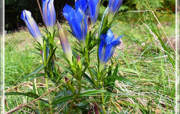 Gentiane pneumonanthe ou des marais ou pulmonaire des marais (Gentiana pneumonanthe) en perdition - Lartigau - Milhas - 31