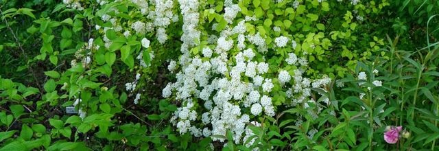Spiraea Vanhouttei