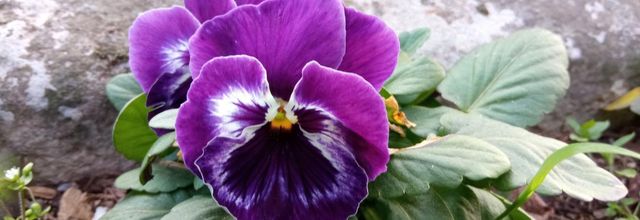 les fleurs du moment