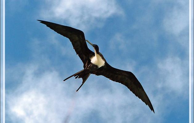 Frégate du Pacifique, Great Frigatebird (Fregata minor) - Ile aux oiseaux - Vers la passe sud Tumakohua (Tetamanu) - Atoll de Fakarava - Tuamotu - Polynésie française
