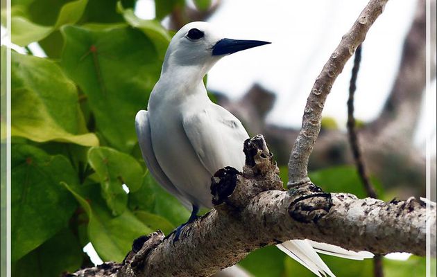 Gygis blanche ou Sterne blanche, White Tern (Gygis alba) - Huahine - Polynésie française