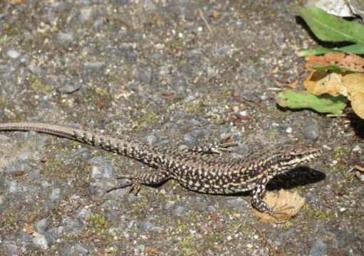 Il y a un lézard !