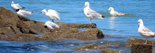 balades dans l'Ile de Ré - 2