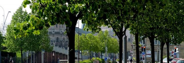 Metz / Les glycines de l'Avenue Foch...