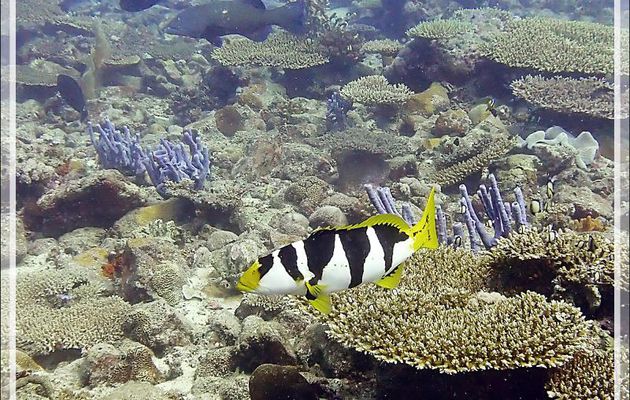 Mérou sellé ou léopard juvénile, Black-saddle coral grouper (Plectropomus laevis) - Baleine - Tsarabanjina - Mitsio - Madagascar