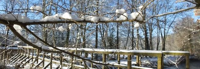 Les animaux et la neige