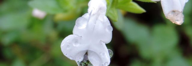mes gouttes du jour de Noël 