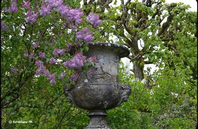 Rambouillet : Le lilas