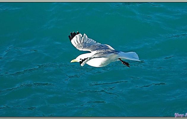 Mouette tridactyle adulte et juvénile - Fjord de Kangerlussuaq (Søndre Strømfjord) - Groenland
