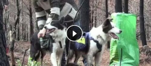 Et si les chiens sauvaient les forêts brûlées ?