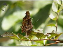 Robert-le-Diable (Polygonia c-album) - Nymphalinae
