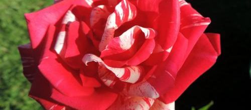 un essai en test ? bon weekend