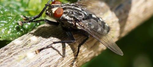 La petite faune de nos jardins