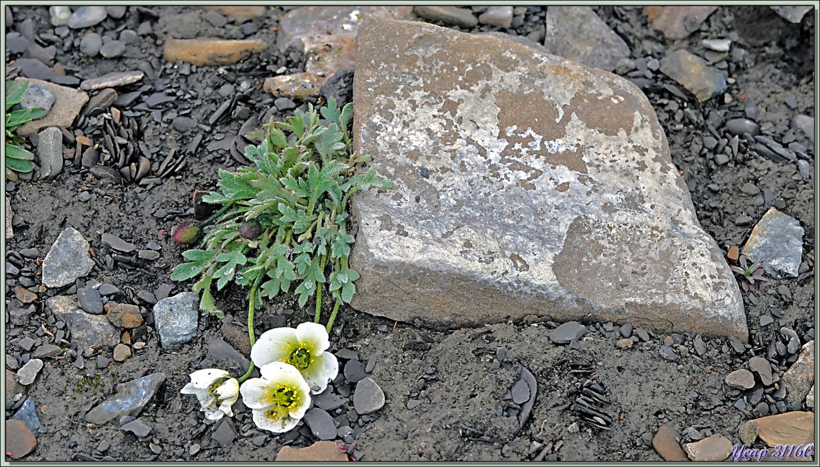 En premier, Saxifrage cespiteuse (Saxifraga cespitosa L.), puis Pavot arctique (Papaver radicatum Rottb.), puis des indéterminées, et la jaune est donnée dans mes recherches pour un Potentille, mais elle a 6 pétales, les potentilles n'en ont que 5.