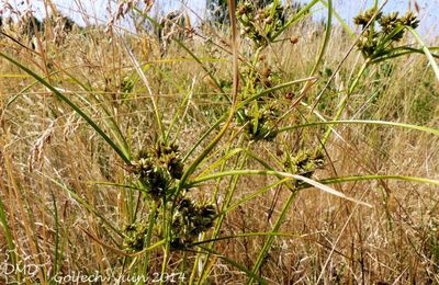 Cyperus eragrostis - souchet vigoureux