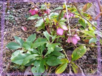 Hellebore