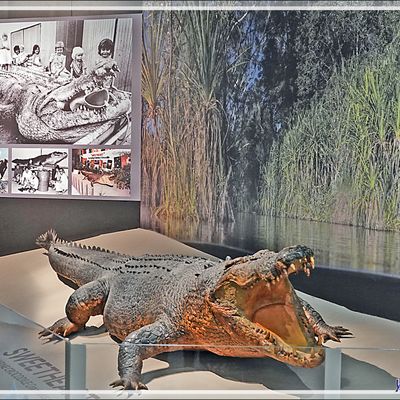 Visite du "Museum and Art Gallery of the Northern Territory" de Darwin (Australie), entre les croisières Kimberley et Papouasie - Papouasie-Nouvelle-Guinée
