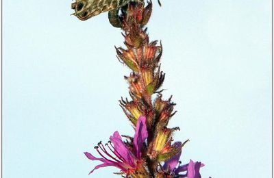 Azuré de la Luzerne (1) - Leptotes pirithous