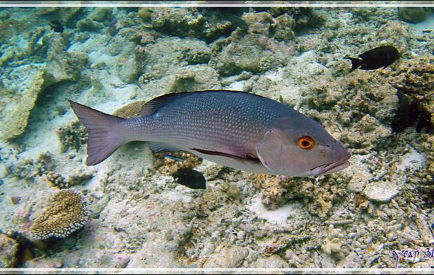 Poisson non identifié (Vivaneau peut-être mais lequel ?) - Snorkeling à Thudufushi - Atoll d'Ari - Maldives