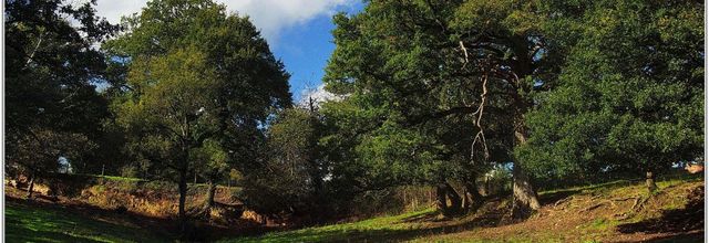 85 . Vendée - La Chaize le Vicomte (14) - Vallée Verte en automne