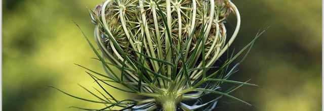 Carotte Sauvage (4) - Daucus carota