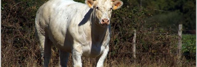 Vache (1)