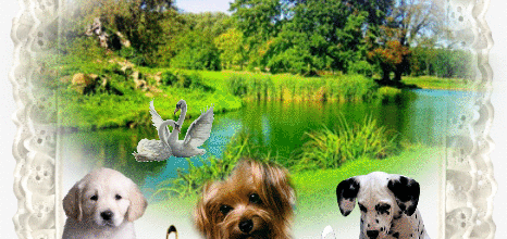 CADRE NATURE ANIMAUX