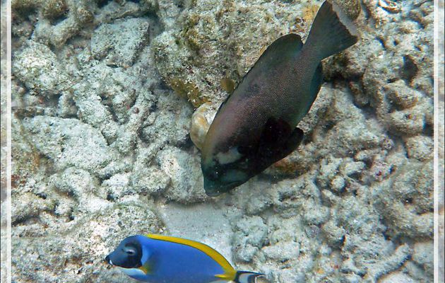 Snorkeling : Vieille roga, Mérou gueule rouge, Mérou noir, Matongo, Redmouth grouper, Red-flushed cod (Aethaloperca rogaa) - Moofushi - Atoll d'Ari - Maldives
