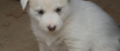 chiots groenlandais LOF ( Betty X Stitch)