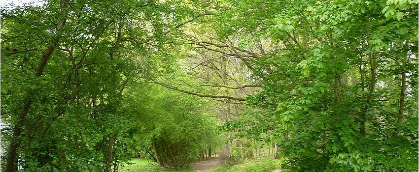 Le Bois de Lauzelle