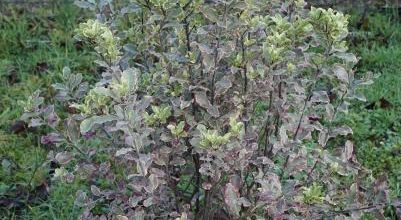 Pittosporum tenuifolium 'Elisabeth'