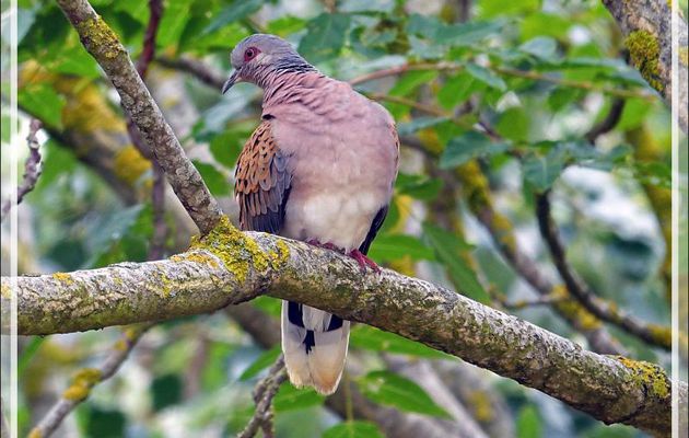 Tourterelle des bois, European Turtle Dove (Streptopelia turtur) - La Couarde-sur-Mer - Ile de Ré - 17