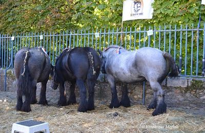 Rambouillet : Fête de la Saint Lubin : Concours de chevaux de trait