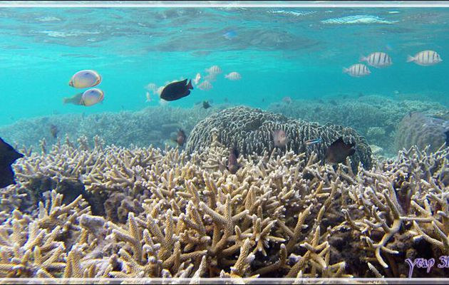 Patate de corail (Porites sp.) - Athuruga - Atoll d'Ari - Maldives